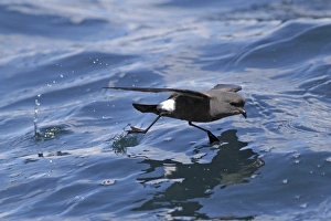 Sea Bird Prints: Wilsons Storm-petrel (Oceanites oceanicus) adult