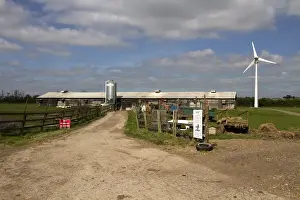 Chickens Prints: wind turbine supplies electrical power to chicken sheds