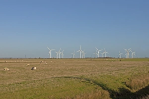 Renewable Prints: Wind turbines in grazing marsh habitat with sheep flock