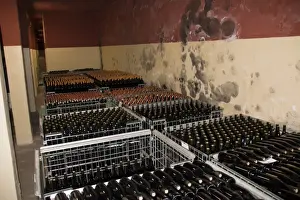 Wines Prints: The wine cellar of Guasti Clemente with bottles of wine waiting to be labelled