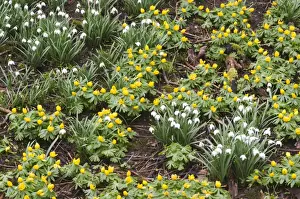 Mixed Prints: Winter Aconite (Eranthis hyemalis) and Snowdrop (Galanthus nivalis) flowering mass