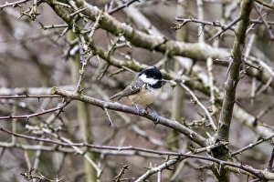 Parus Prints: Winter Coal Tit on hawthorn hedge