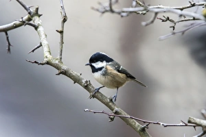 Winter Coal Tit on hawthorn hedge