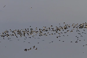 Geese Prints: Winter flock of Lapwings and a few Brent Geese flying over marsh, Brancaster North Norfolk