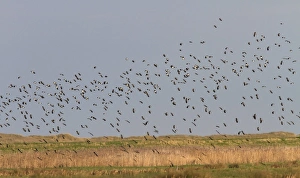 Vanellus Prints: Winter flock of Lapwings flying over marsh, Brancaster North Norfolk