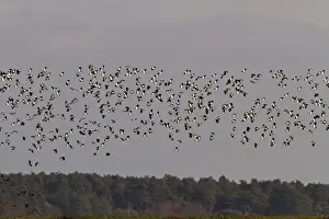 Vanellus Prints: Winter flock of Lapwings flying over marsh with woodland background