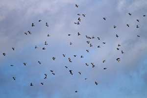 : Winter flock of Wood Pigeons