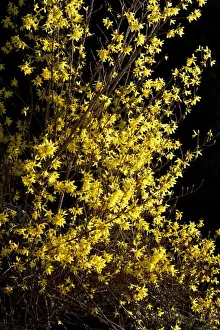 Winter Forsythia (Forsythia x intermedia) flowering, in garden, Powys, Wales, March