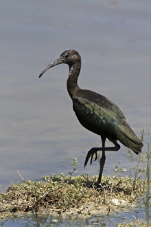 Donana Prints: Winter plumage Glossy Ibis - Coto Donana, Spain