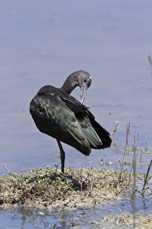 Donana Prints: Winter plumage Glossy Ibis preening