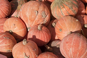 Varieties Prints: Winter Squash (Cucurbita maxima) Golden Nugget, fruit, West Sussex, England, October