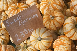 Varieties Prints: Winter Squash (Cucurbita pepo) Sweet Lightning
