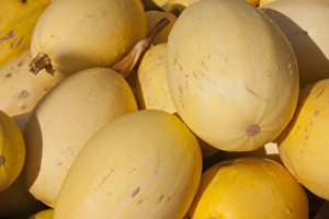 Varieties Prints: Winter Squash (Cucurbita pepo var)