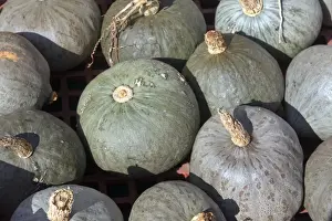 Varieties Prints: Winter Squash (Cucurbita sp. ) Blue Ballet Hubbard, fruit, West Sussex, England, October