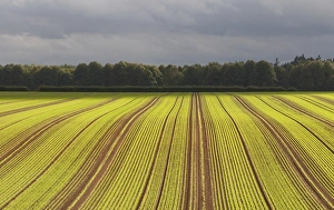 Growth Prints: Winter Wheat (Triticum aestivum) crop