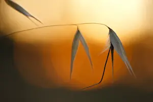 Sun Set Prints: Winter Wild Oat (Avena sterilis) close-up of seedheads
