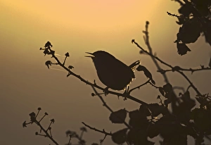 Winter Wren (Troglodytes troglodytes) adult, singing, silhouetted at dawn, Norfolk, England, april