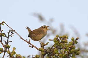 Winter Wren (Troglodytes troglodytes) adult, singing, perched on twig, Norfolk, England, april