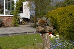 Winter Wren (Troglodytes troglodytes) adult, perched on tool handle in garden habitat, England, april