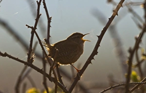 Winter Wren (Troglodytes troglodytes) adult, singing, perched on bramble stems at dawn, Norfolk, England, april