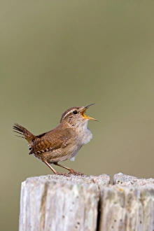 Winter Wren (Troglodytes troglodytes) adult male, singing, perched on post, Suffolk, England, may