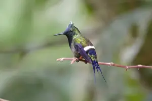 Equatorial Prints: Wire-crested Thorntail (Popelairia popelairii) adult male