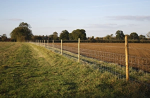 Newly Prints: Wire fencing at edge of newly established pasture, Bacton, Suffolk, England, october