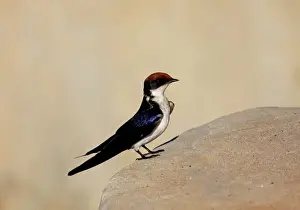 Gambia Prints: Wire-tailed Swallow (Hirundo smithii smithii) adult female