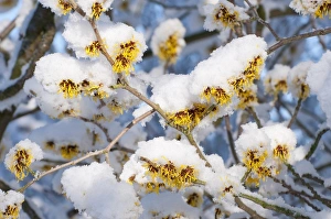 Hamamelidaceae Prints: Witch-hazel (Hamamelis sp. ) close-up of flowers