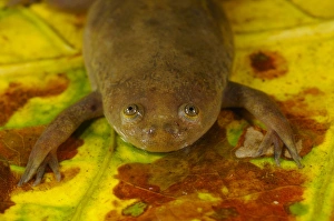 Frog Prints: De Wittes Clawed Frog (Xenopus wittei) adult