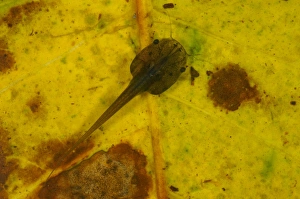 Frog Prints: De Wittes Clawed Frog (Xenopus wittei) tadpole