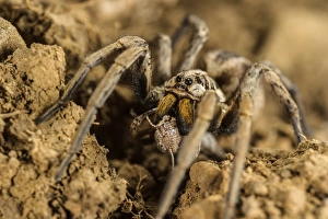 Killed Prints: Wolfspider (Hogna radiata) adult female