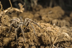 Spider Prints: Wolfspider (Hogna radiata) adult female