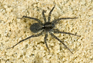 Spider Prints: Wolfspider, Pardosa amentata