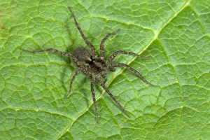 Wolfspider, Pardosa amentata