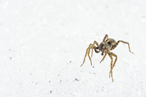 Spider Prints: Wolfspider (Pardosa sp. ) subadult male, walking on snow in late winter, Italy, March
