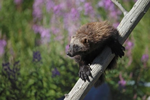 Vulnerable Prints: Wolverine (Gulo gulo) adult, climbing dead tree, Finland, july
