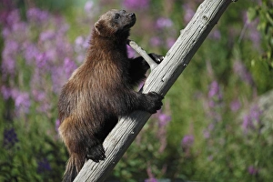 Wolverine (Gulo gulo) adult, climbing dead tree, Finland, july