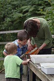 Woman Prints: Woman and boys pond dipping, looking into net