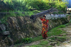 Bundles Prints: Woman carrying firewood logs on head, Vattavada, Western Ghats, Kerala, India