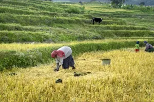 Woman Prints: Woman collecting cattle dung for organic manure from terraced rice fields