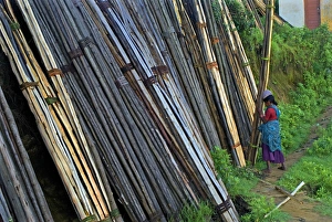 Stacks Prints: Woman unloading and stacking bundles of firewood logs