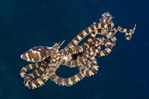 Wonderpus Octopus (Wunderpus photogenicus) adult, free-swimming, Lembeh Straits, Sulawesi, Sunda Islands, Indonesia