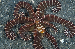 Strait Prints: Wonderpus Octopus (Wunderpus photogenicus) adult