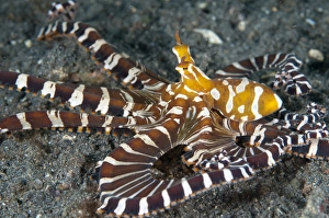 Wonderpus Octopus (Wunderpus photogenicus) adult, hunting with extended skirt, Lembeh Straits, Sulawesi, Sunda Islands