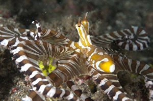 Wonderpus Octopus (Wunderpus photogenicus) adult, hunting with extended skirt, Lembeh Straits, Sulawesi, Sunda Islands