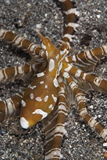 Wonderpus Octopus (Wunderpus photogenicus) adult, hunting with extended skirt, Lembeh Straits, Sulawesi, Sunda Islands