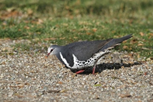 Wonga Pigeon (Leucosarcia melanoleuca) adult, feeding on ground, Green Mountain, Lamington N. P