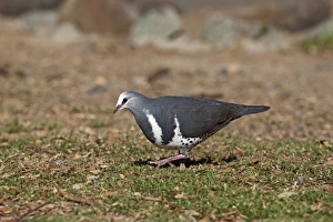 Sub Tropical Prints: Wonga Pigeon (Leucosarcia melanoleuca) adult