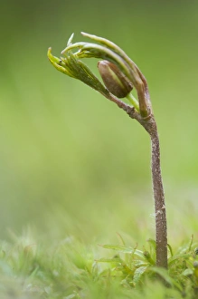 Growth Prints: Wood Anemone (Anemone nemorosa) bud and shoot, Kent, England, April